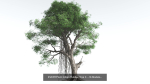 EVERYPlant Indian Rubber Tree Bundle --64 Models--