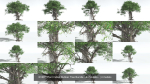 EVERYPlant Indian Rubber Tree Bundle --64 Models--