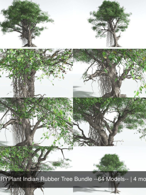 EVERYPlant Indian Rubber Tree Bundle --64 Models--