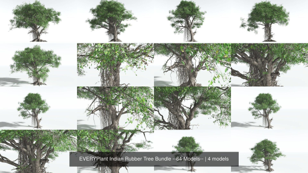 EVERYPlant Indian Rubber Tree Bundle --64 Models--