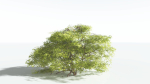 EVERYPlant Japanese Maple 1 --18 Models--