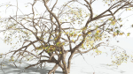 EVERYPlant Japanese Maple 1 --18 Models--