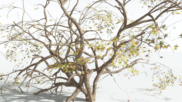 EVERYPlant Japanese Maple 1 --18 Models--