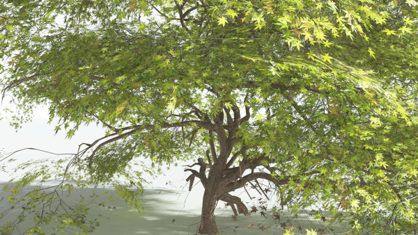 EVERYPlant Japanese Maple 1 --18 Models--