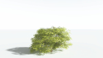 EVERYPlant Japanese Maple 1 --18 Models--