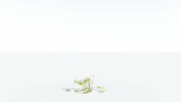 EVERYPlant Japanese Maple 1 --18 Models--