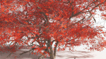 EVERYPlant Japanese Maple 1 --18 Models--