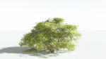 EVERYPlant Japanese Maple 1 --18 Models--