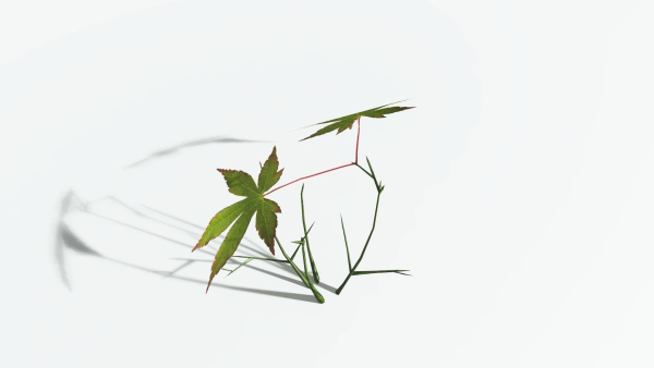EVERYPlant Japanese Maple 1 --18 Models--