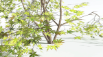 EVERYPlant Japanese Maple 1 --18 Models--