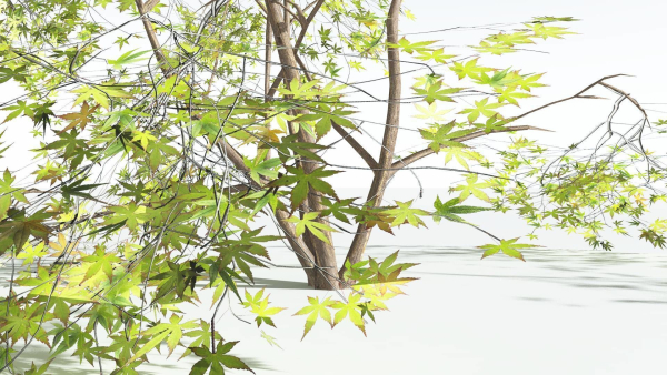 EVERYPlant Japanese Maple 1 --18 Models--