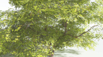 EVERYPlant Japanese Maple 1 --18 Models--