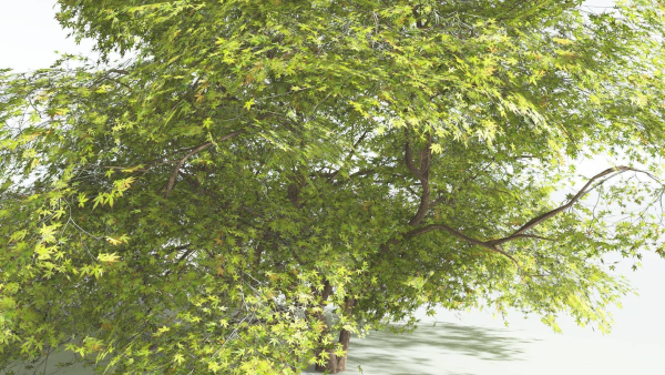 EVERYPlant Japanese Maple 1 --18 Models--