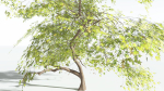 EVERYPlant Japanese Maple 1 --18 Models--