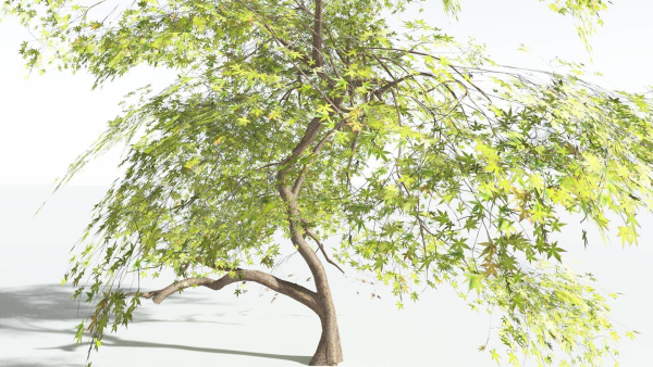 EVERYPlant Japanese Maple 1 --18 Models--
