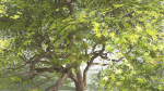 EVERYPlant Japanese Maple 1 --18 Models--