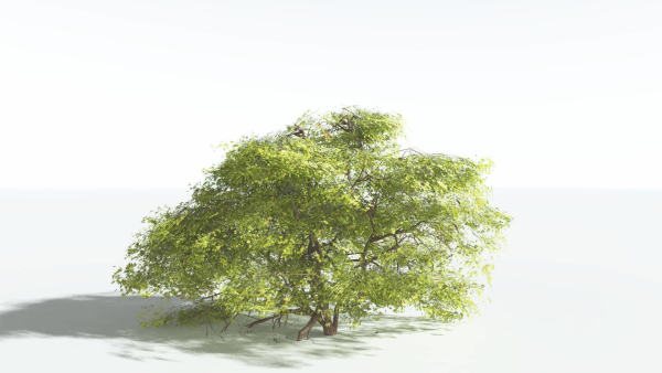 EVERYPlant Japanese Maple 1 --18 Models--