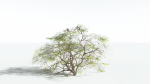 EVERYPlant Japanese Maple 1 --18 Models--