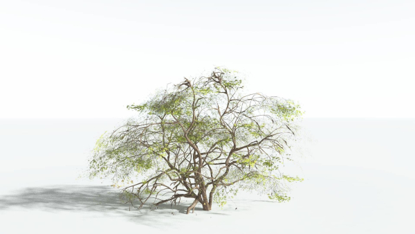 EVERYPlant Japanese Maple 1 --18 Models--
