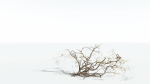 EVERYPlant Japanese Maple 1 --18 Models--