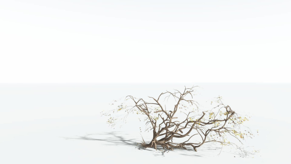 EVERYPlant Japanese Maple 1 --18 Models--