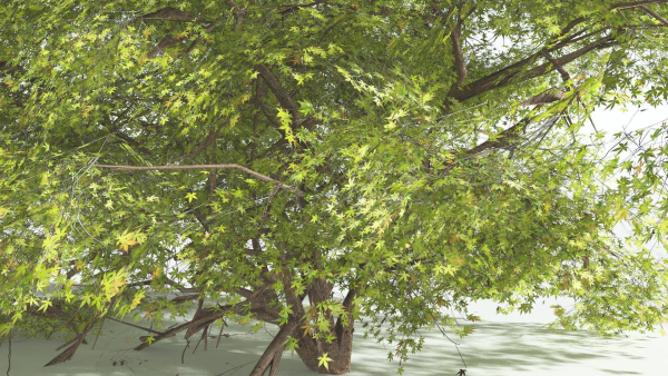 EVERYPlant Japanese Maple 1 --18 Models--