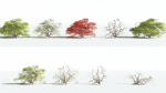 EVERYPlant Japanese Maple 1 --18 Models--