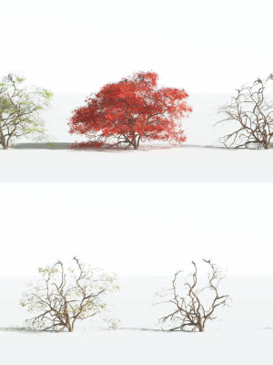 everyplant-japanese-maple-1-18-models-3d-model-868bbc779b