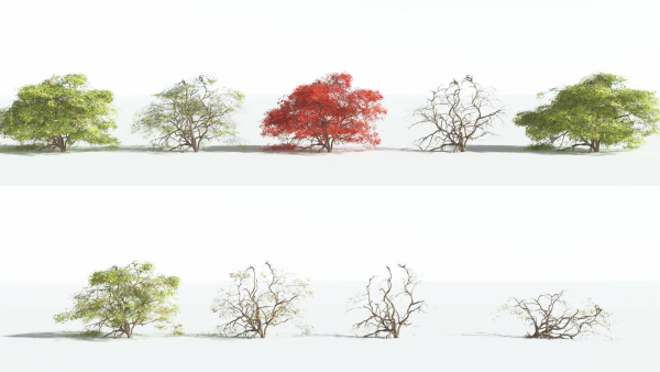 EVERYPlant Japanese Maple 1 --18 Models--