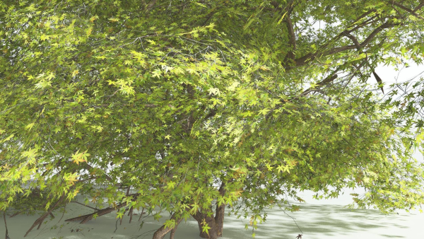 EVERYPlant Japanese Maple 1 --18 Models--