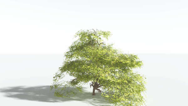 EVERYPlant Japanese Maple 1 --18 Models--