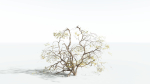 EVERYPlant Japanese Maple 1 --18 Models--