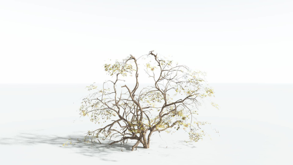 EVERYPlant Japanese Maple 1 --18 Models--