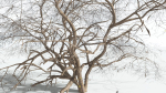 EVERYPlant Japanese Maple 1 --18 Models--
