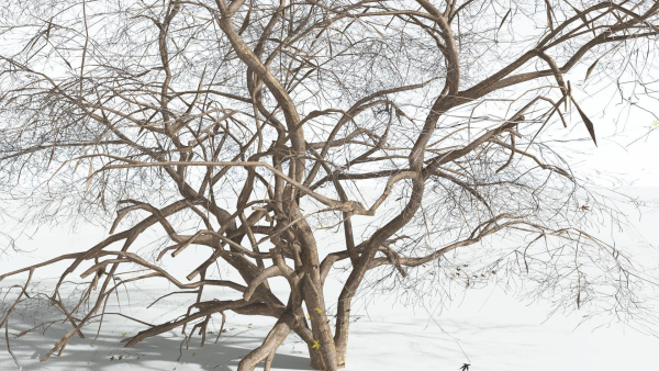 EVERYPlant Japanese Maple 1 --18 Models--