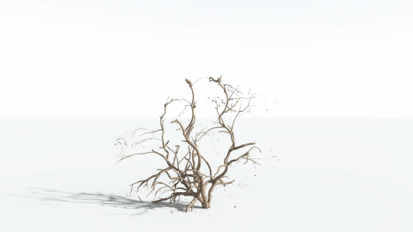 EVERYPlant Japanese Maple 1 --18 Models--
