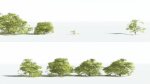 EVERYPlant Japanese Maple 1 --18 Models--