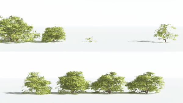EVERYPlant Japanese Maple 1 --18 Models--