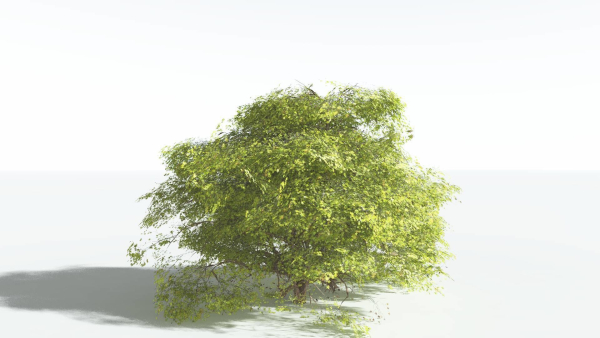EVERYPlant Japanese Maple 1 --18 Models--