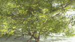 EVERYPlant Japanese Maple 1 --18 Models--