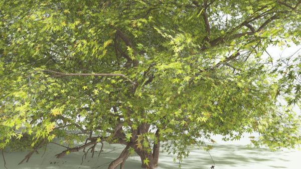 EVERYPlant Japanese Maple 1 --18 Models--