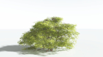 EVERYPlant Japanese Maple 1 --18 Models--