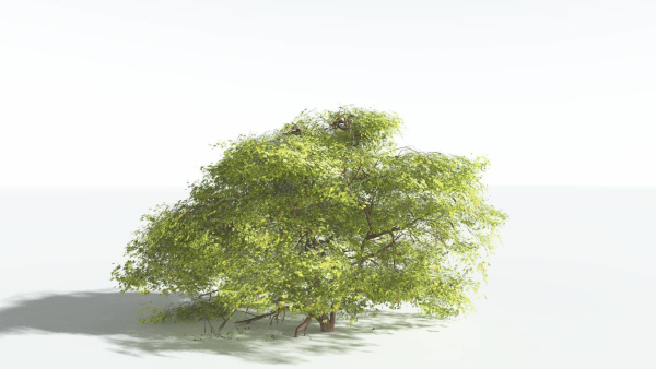 EVERYPlant Japanese Maple 1 --18 Models--