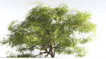 EVERYPlant Japanese Maple 1 --18 Models--