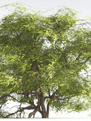 EVERYPlant Japanese Maple 1 --18 Models--