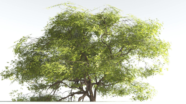 EVERYPlant Japanese Maple 1 --18 Models--