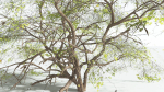 EVERYPlant Japanese Maple 1 --18 Models--
