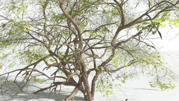 EVERYPlant Japanese Maple 1 --18 Models--