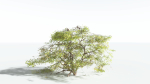 EVERYPlant Japanese Maple 1 --18 Models--