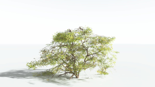 EVERYPlant Japanese Maple 1 --18 Models--